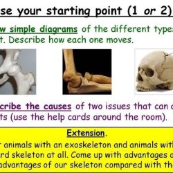 Student exploration muscles and bones