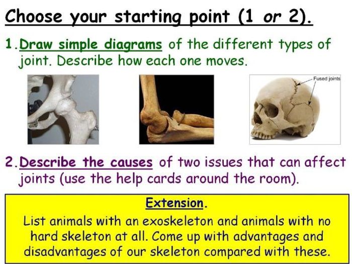 Student exploration muscles and bones