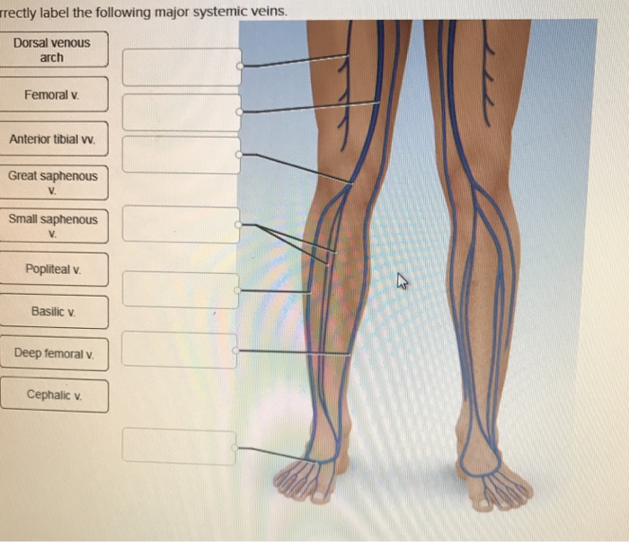 System cardiovascular drawing blood human vessels circulatory anatomy do diagram paintingvalley potential themselves heal answer question know has cardio