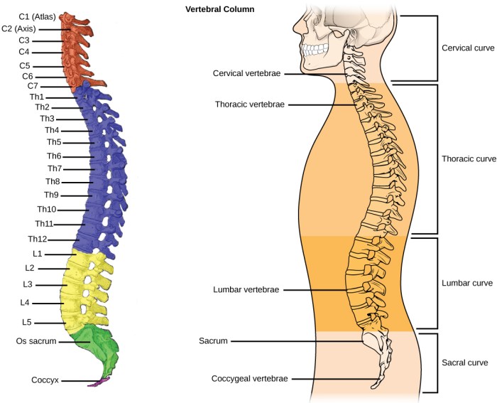 The joint between the l2 and l3 vertebrae is a