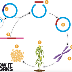 Bacteria factories engineered genetically