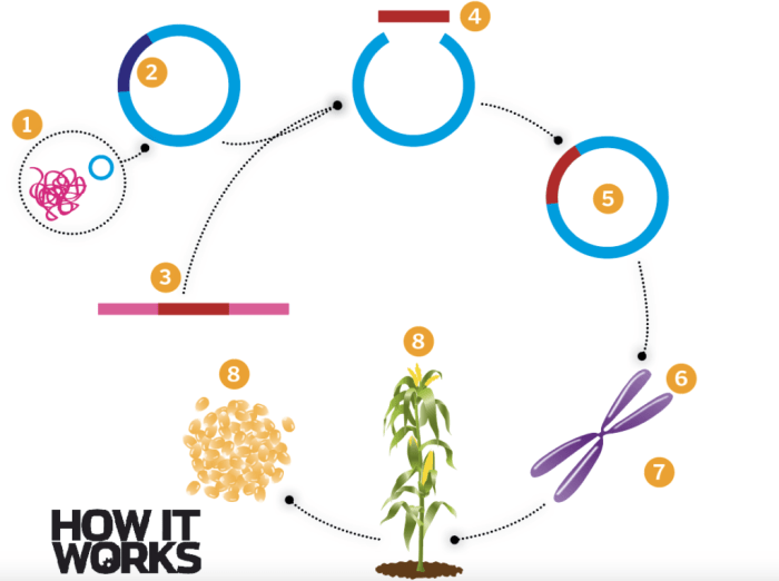 Bacteria factories engineered genetically