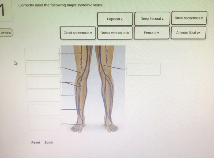 Pulmonary circulation capillaries circuit system cardiovascular alveolar fig