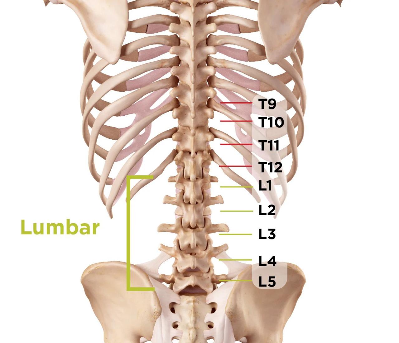 L5 lumbar spine l3 l4 l1 spinal vertebrae l2 lumbosacral discs vertebra sciatica labeled herniated prueba cuadrante definition