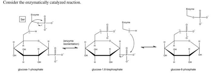 Consider the enzymatically catalyzed reaction.