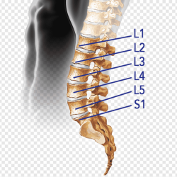 The joint between the l2 and l3 vertebrae is a