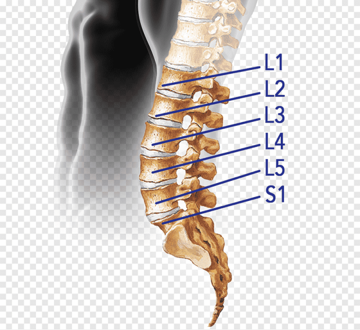 The joint between the l2 and l3 vertebrae is a