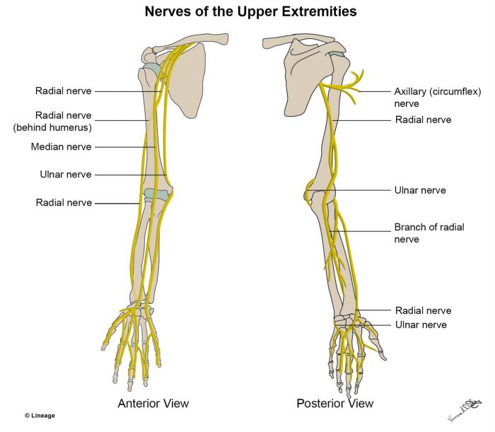 Lower innervation extremity msk